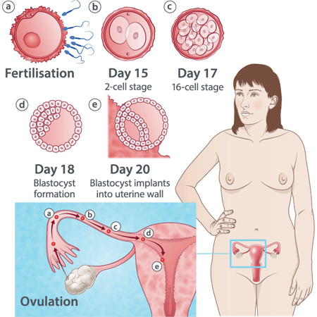 pregnancy illustration, week 3