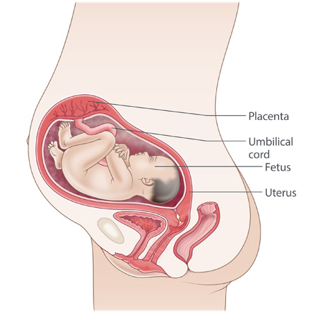 pregnancy illustration, week 29