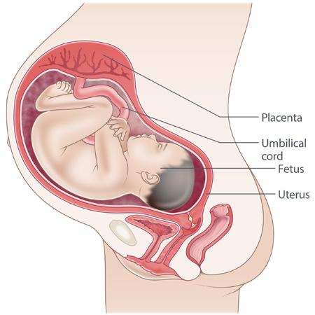 pregnancy illustration, week 37